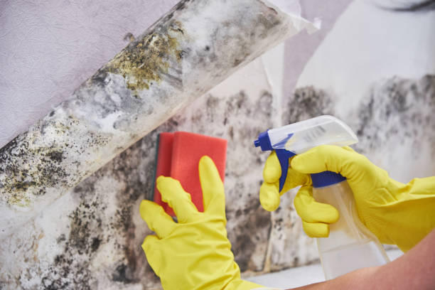 Trusted Towanda, PA Mold Removal Experts